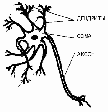 Биологический нейрон.