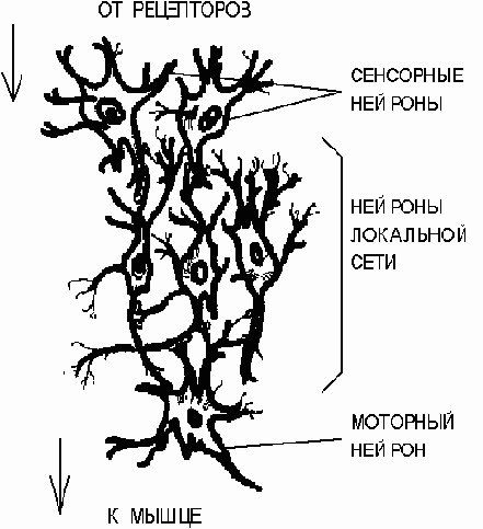 Нейронные сети.